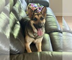 Small German Shepherd Dog Mix