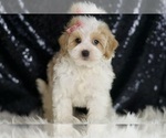 Small #1 Maltipoo