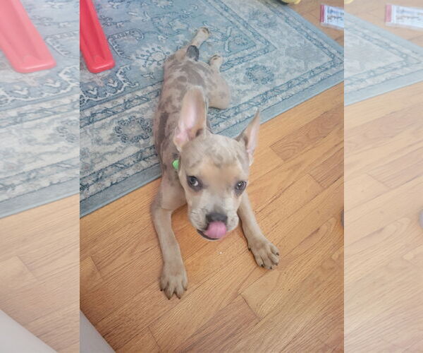Medium Photo #2 French Bulldog-Unknown Mix Puppy For Sale in Plainfield, IL, USA