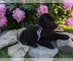 Small #9 Belgian Sheepdog