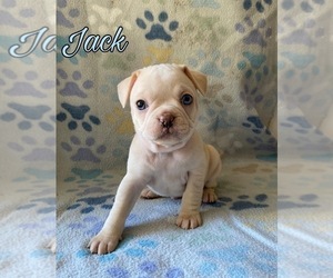 Frenchie Pug Puppy for sale in FORT WORTH, TX, USA