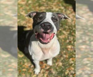 American Bulldog-Staffordshire Bull Terrier Mix Dogs for adoption in Texas City, TX, USA