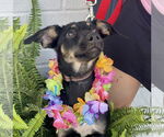 Small #5 Rat Terrier Mix