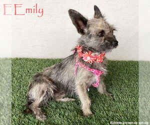 Medium Cairn Terrier Mix