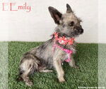 Small Cairn Terrier Mix