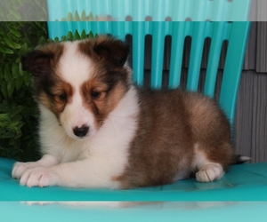 Shetland Sheepdog Puppy for sale in FREDERICKSBURG, OH, USA