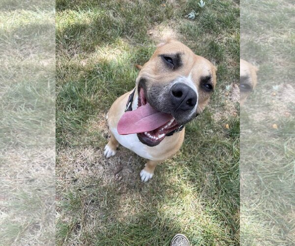 Medium Photo #3 Mutt Puppy For Sale in Waterloo, IA, USA