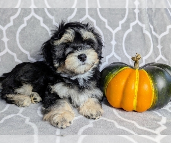 Medium Photo #1 Havanese Puppy For Sale in POST FALLS, ID, USA