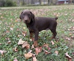 Small #1 Doberman Pinscher