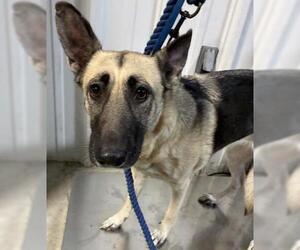 German Shepherd Dog Dogs for adoption in Bakersfield, CA, USA