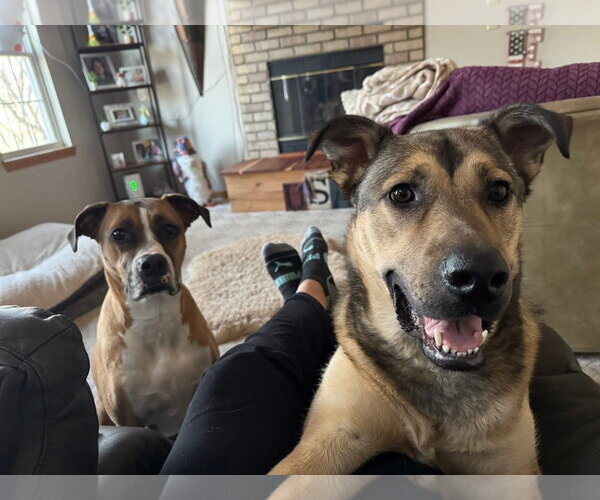 Medium Photo #18 German Shepherd Dog-Unknown Mix Puppy For Sale in Grafton, WI, USA