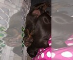 Small Photo #6 Doberman Pinscher Puppy For Sale in MOUNT STERLING, OH, USA