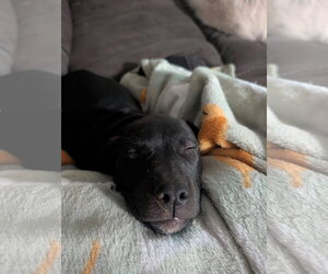 Aretha - Female Mastiff-Unknown Mix Dog for Adoption - Photo #4