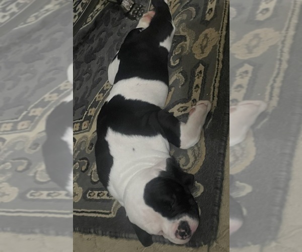 Medium Photo #2 American Bulldog Puppy For Sale in INDEPENDENCE, MO, USA
