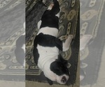Small #1 American Bulldog