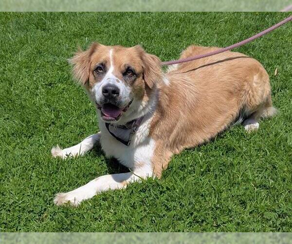 Medium Photo #3 Australian Shepherd-Saint Bernard Mix Puppy For Sale in San Clemente, CA, USA