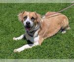 Small #2 Australian Shepherd-Saint Bernard Mix