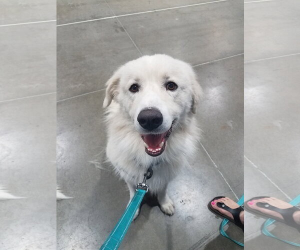 Medium Photo #40 Chow Chow-Great Pyrenees Mix Puppy For Sale in Houston, TX, USA
