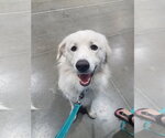 Small #39 Chow Chow-Great Pyrenees Mix