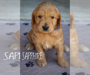 Goldendoodle Puppy for sale in PERRY, GA, USA