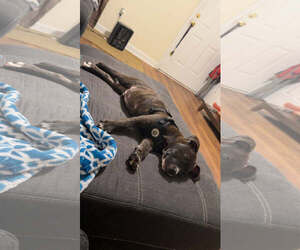 Rudy Rolf - Santa Litter - Male American Staffordshire Terrier-Unknown Mix Dog for Adoption - Photo #5
