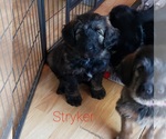 Puppy 1 Aussiedoodle-German Shepherd Dog Mix