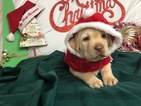 Small Photo #1 Labrador Retriever Puppy For Sale in MANTECA, CA, USA