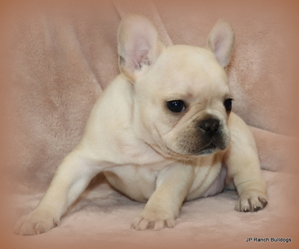 Medium Photo #5 French Bulldog Puppy For Sale in WINNSBORO, TX, USA