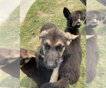 Small Photo #3 German Shepherd Dog Puppy For Sale in BAKERSFIELD, CA, USA