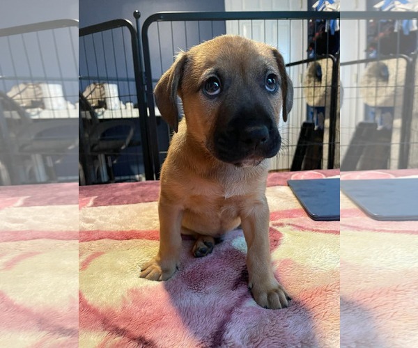 Medium Photo #10 Labrador Retriever-Unknown Mix Puppy For Sale in Derwood, MD, USA