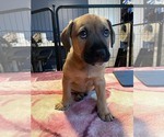 Small #9 Labrador Retriever Mix