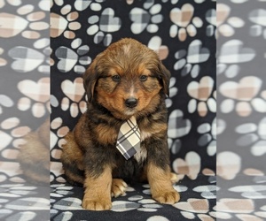 Medium Bernese Mountain Dog Mix