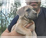 Small Photo #1 Cane Corso Puppy For Sale in BELLINGHAM, WA, USA