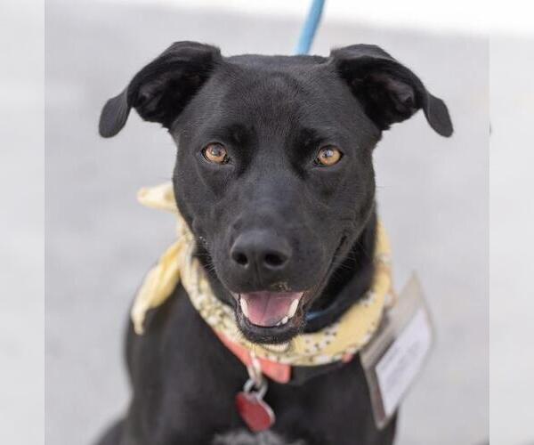 Medium Photo #2 German Shorthaired Lab Puppy For Sale in San Diego, CA, USA