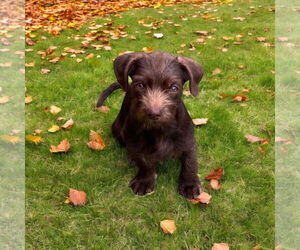 Dachshund Dogs for adoption in Menifee, CA, USA