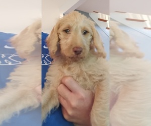 Double Doodle Puppy for sale in JEFFERSONTOWN, KY, USA