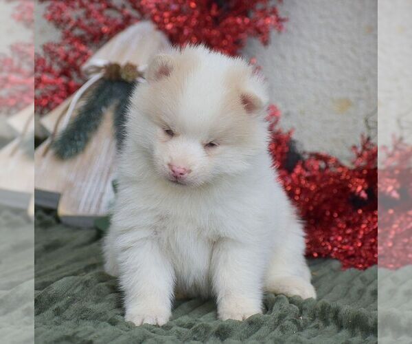 Medium Photo #3 Pomsky Puppy For Sale in HONEY BROOK, PA, USA