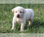 Small Photo #2 Labrador Retriever Puppy For Sale in ALL HEALING SPRINGS, NC, USA
