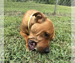 Tommy - Male Labrador Retriever-Unknown Mix Dog for Adoption - Photo #5
