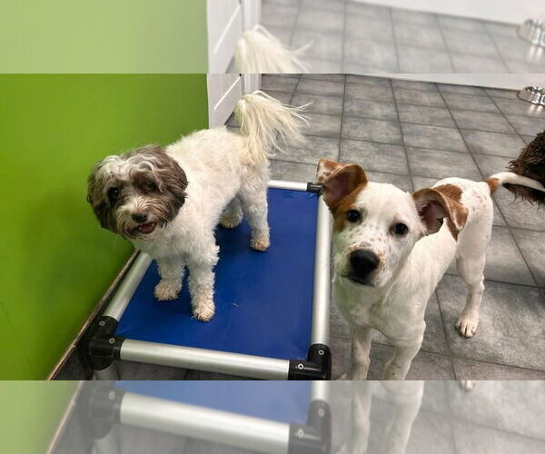 Medium Photo #7 Boxer-Unknown Mix Puppy For Sale in Plainfield, IL, USA