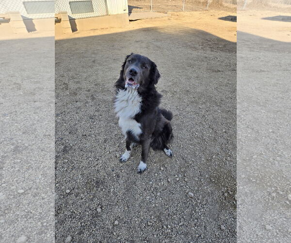 Medium Photo #1 Labrenees Puppy For Sale in Maquoketa, IA, USA