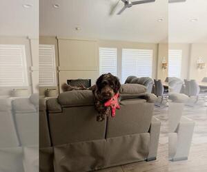 Portuguese Water Dog Dogs for adoption in Chandler, AZ, USA