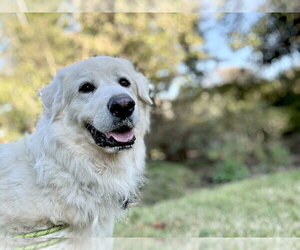 Sir Kingsley - Male Great Pyrenees Dog for Adoption - Photo #3