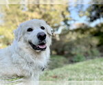 Small #2 Great Pyrenees