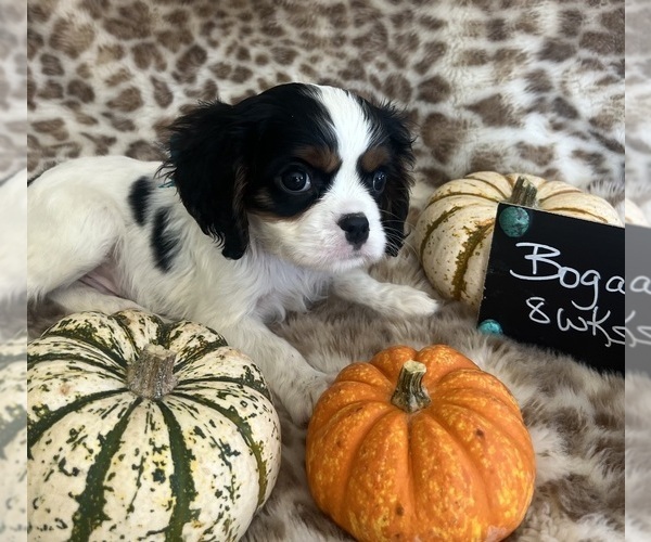 Medium Photo #7 Cavalier King Charles Spaniel Puppy For Sale in ABILENE, TX, USA
