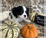 Small #6 Cavalier King Charles Spaniel