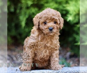 Goldendoodle (Miniature) Puppy for sale in KINZERS, PA, USA