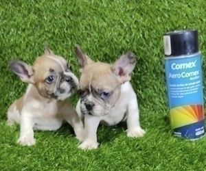 French Bulldog Puppy for sale in LOS ANGELES, CA, USA