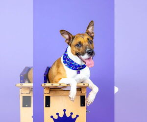 American Staffordshire Terrier-Unknown Mix Dogs for adoption in Berkeley, CA, USA