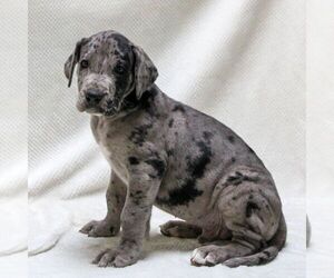 Great Dane Puppy for sale in LITITZ, PA, USA